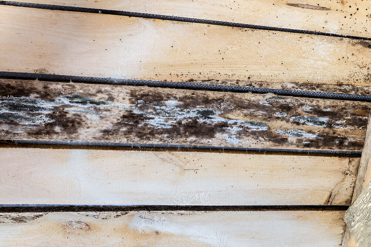 Top Signs Of Mold On Wood