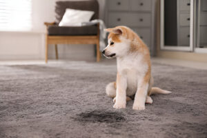 5 Effective Ways to Get Old Urine Smell Out of Carpet